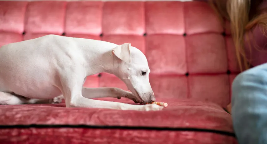 Best Carpet Stain Removers for Home Cleaning